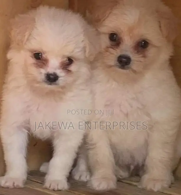 1-3 months Male Purebred Havanese