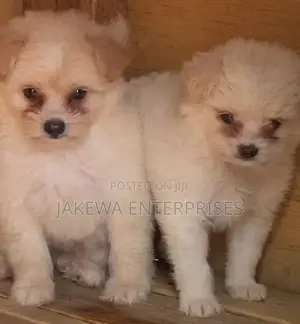 1-3 months Female Purebred Havanese