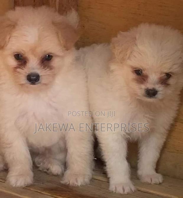 1-3 months Female Purebred Havanese - main view