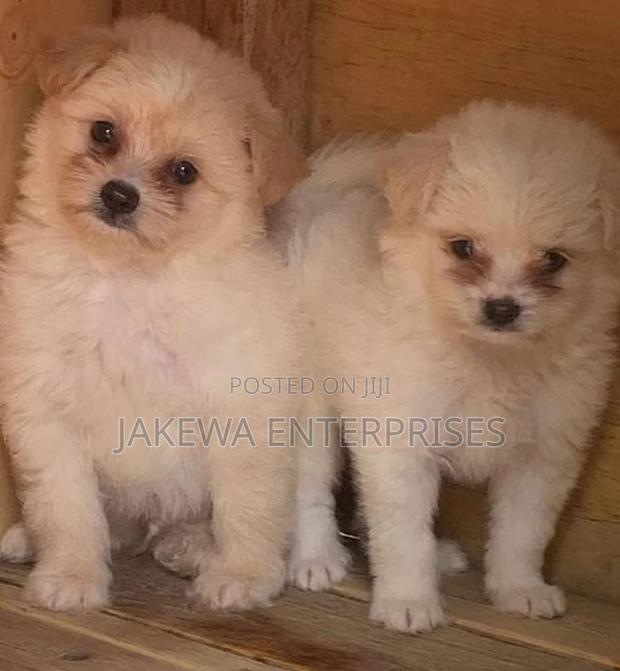 1-3 months Male Purebred Havanese - main view