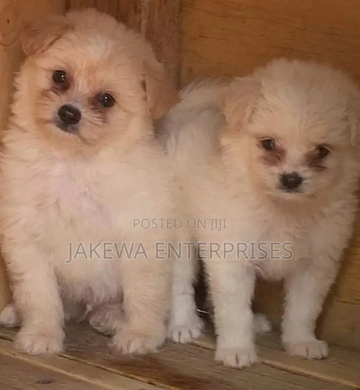 1-3 months Male Purebred Havanese