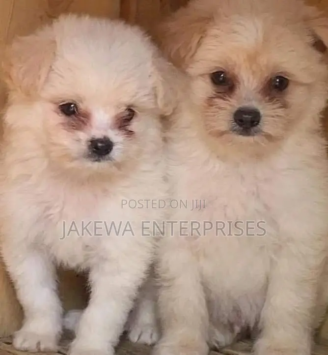 1-3 months Female Purebred Havanese