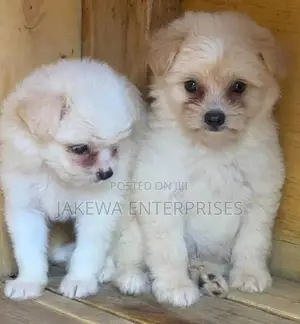 1-3 months Female Purebred Havanese