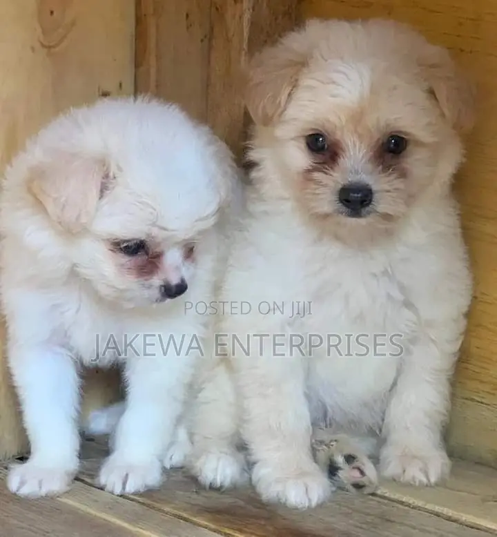 1-3 months Female Purebred Havanese