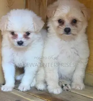 1-3 months Male Purebred Havanese