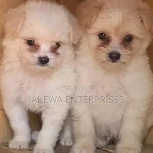 1-3 months Female Purebred Havanese