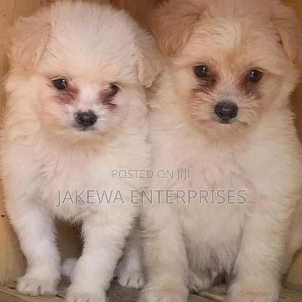 1-3 months Female Purebred Havanese - main view