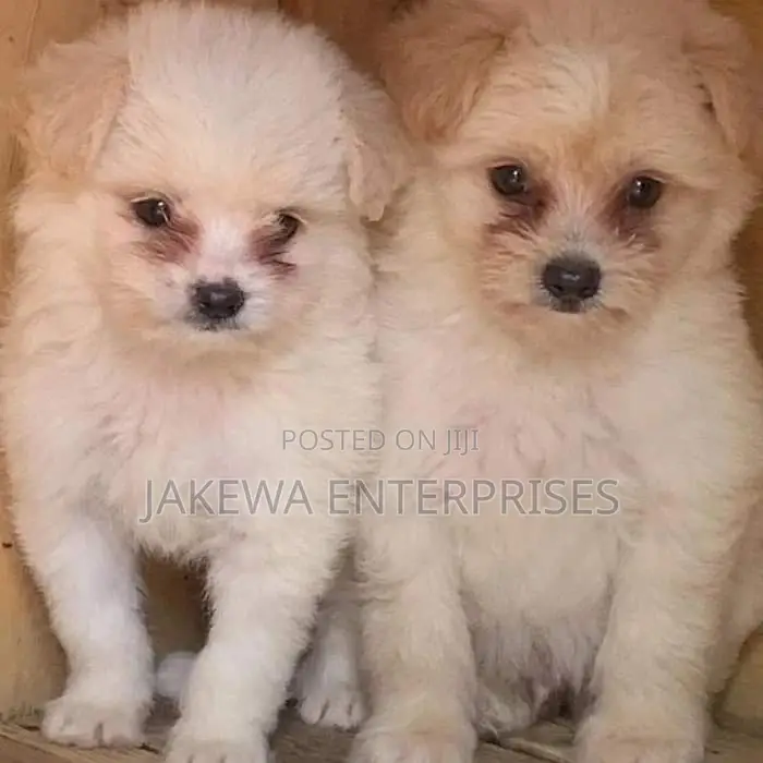 1-3 months Female Purebred Havanese