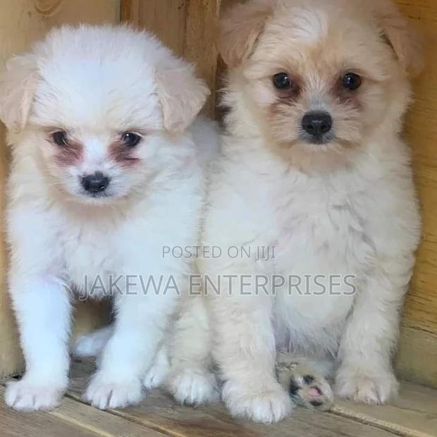 1-3 months Male Purebred Havanese
