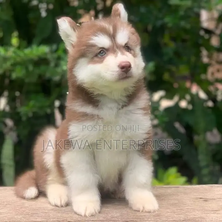 1-3 months Male Purebred Siberian Husky