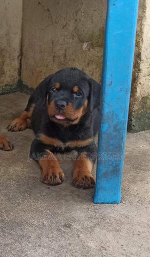 1-3 months Male Purebred Rottweiler - thumbnail 2
