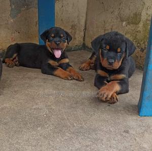 1-3 months Male Purebred Rottweiler - thumbnail 2