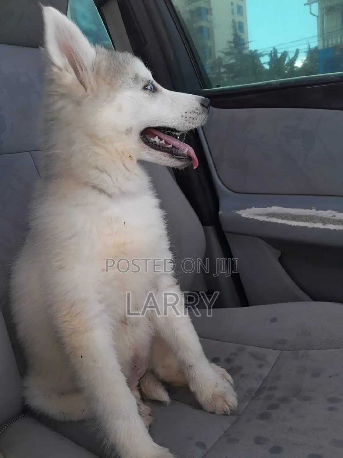 1-3 months Male Purebred Siberian Husky