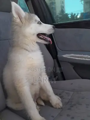 1-3 months Male Purebred Siberian Husky