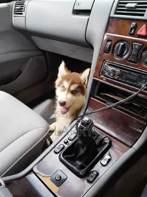 1-3 months Female Purebred Siberian Husky