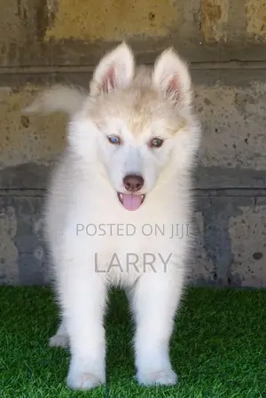 1-3 months Female Purebred Siberian Husky