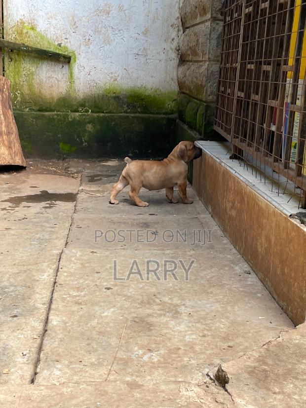 1-3 months Female Purebred Boerboel - main view