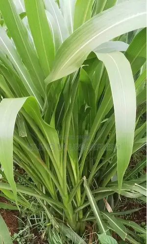 Guatemala Grass Split Bunch of 100 Splits
