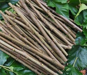 Mulberry Cutting 100 PCS - thumbnail 2