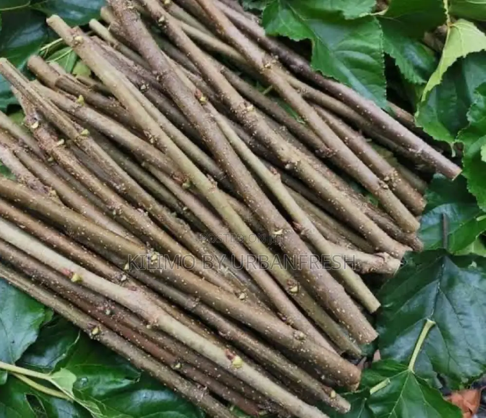 Mulberry Cutting 100 PCS