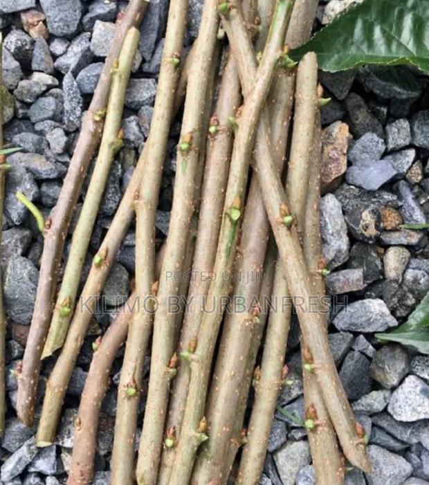 Mulberry Cutting 100 PCS - thumbnail 3