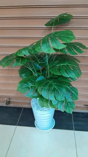 Long Monstera Plant With Plastic Vase
