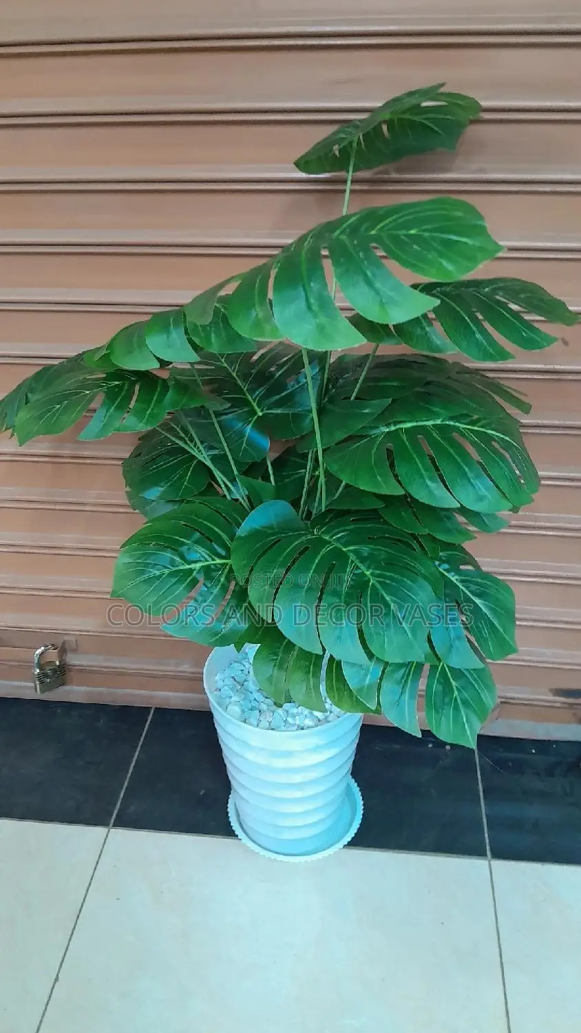 Long Monstera Plant With Plastic Vase