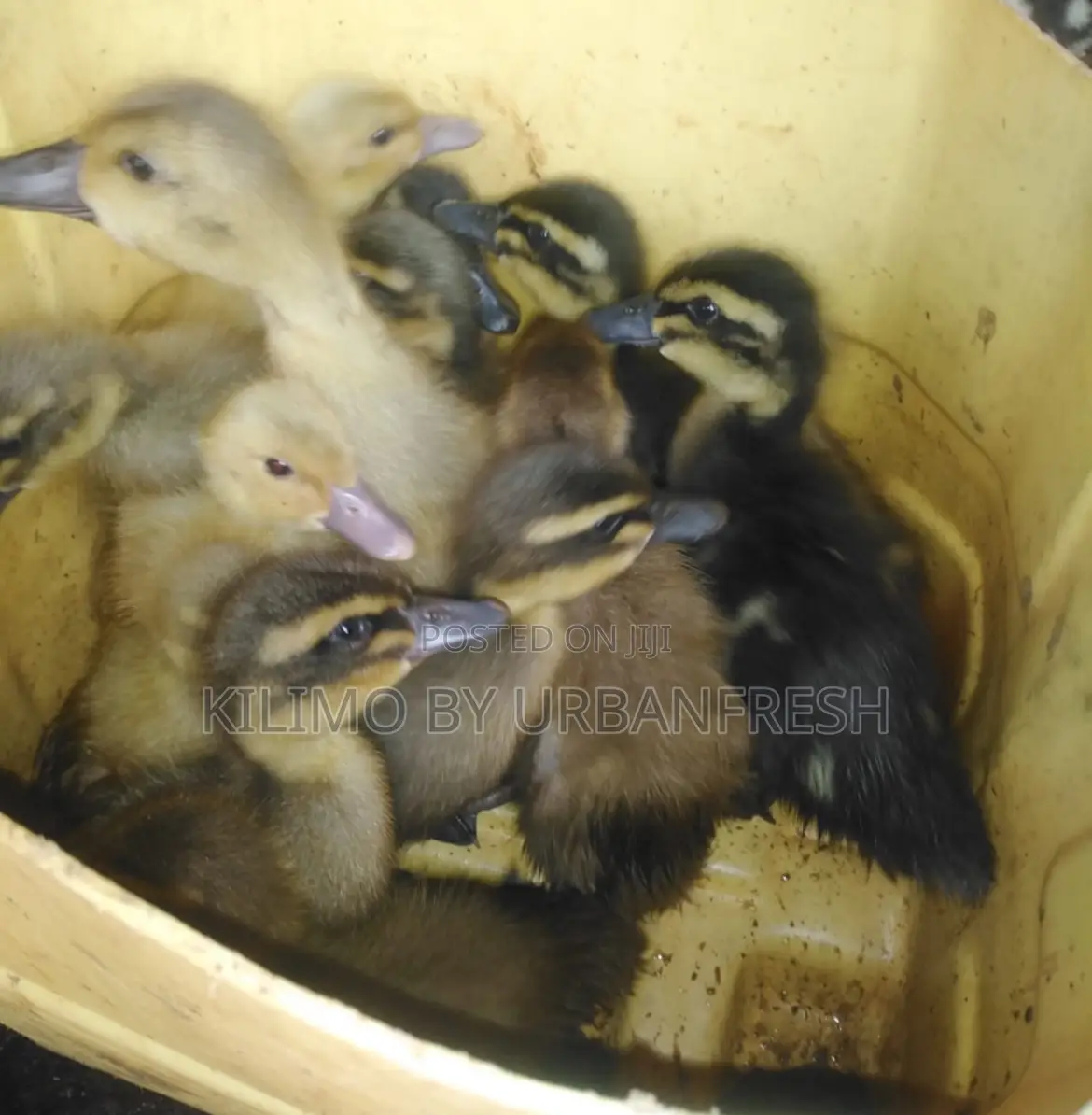 Ducks and Ducklings: Pekin/Muscovy/Khaki Campbell/ Swedish