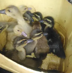 Ducks and Ducklings: Pekin/Muscovy/Khaki Campbell/ Swedish