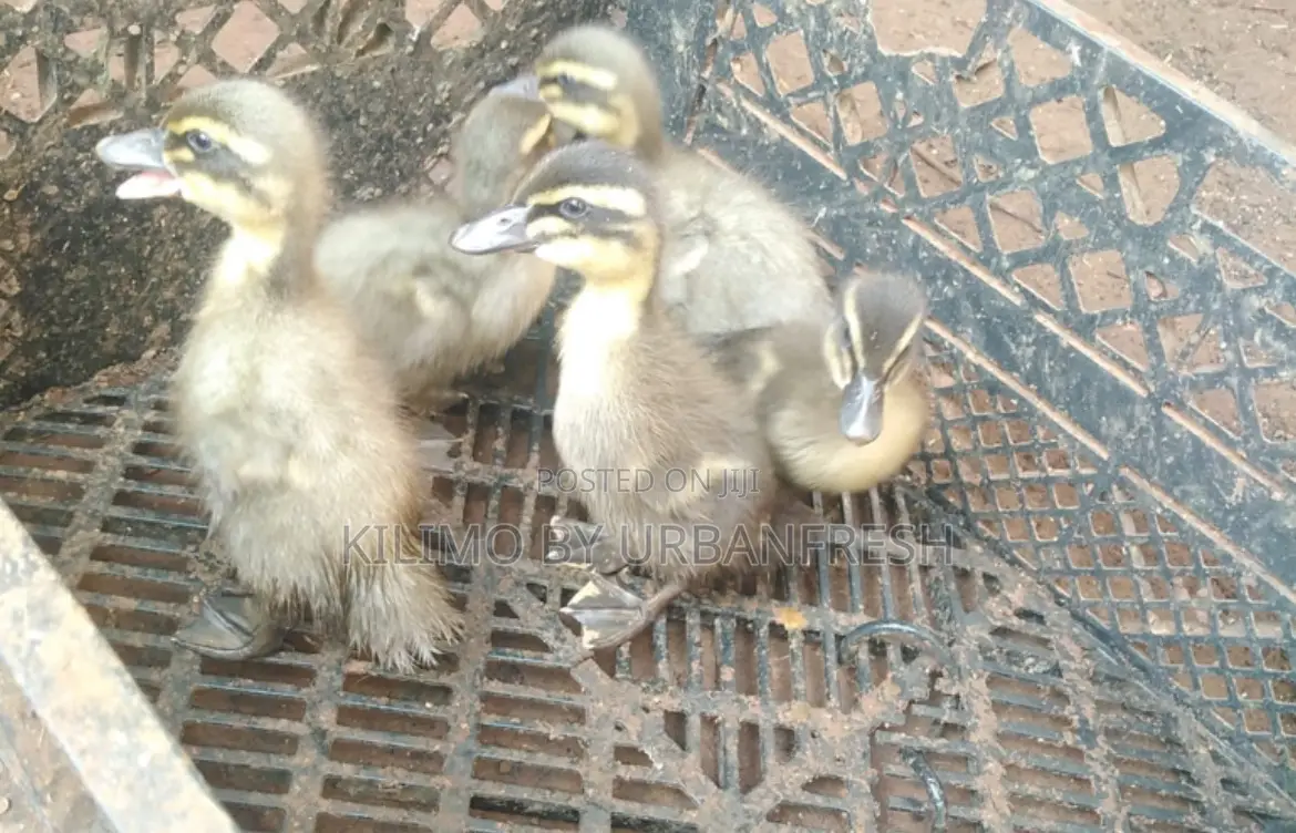 Ducks and Ducklings: Pekin/Muscovy/Khaki Campbell/ Swedish