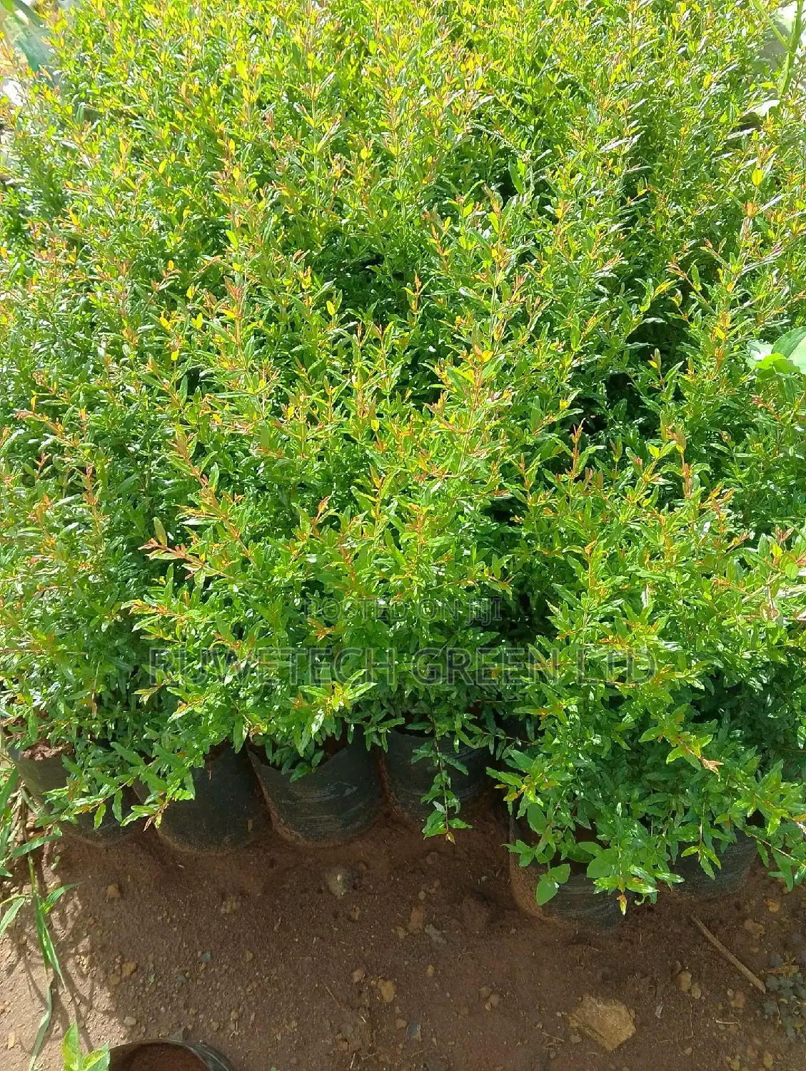 Egyptian Giant Pomegranate
