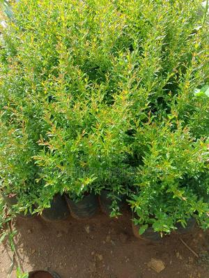 Egyptian Giant Pomegranate - thumbnail 2