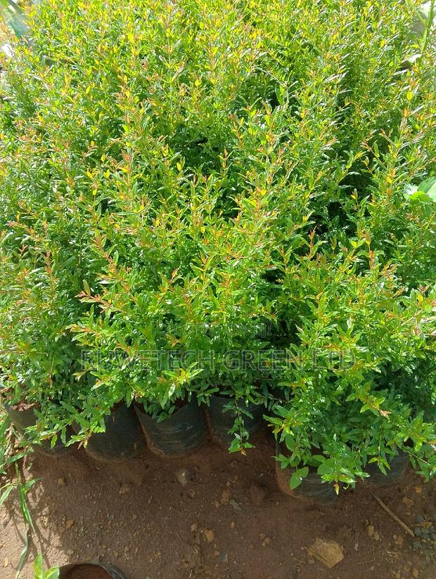 Egyptian Giant Pomegranate - main view