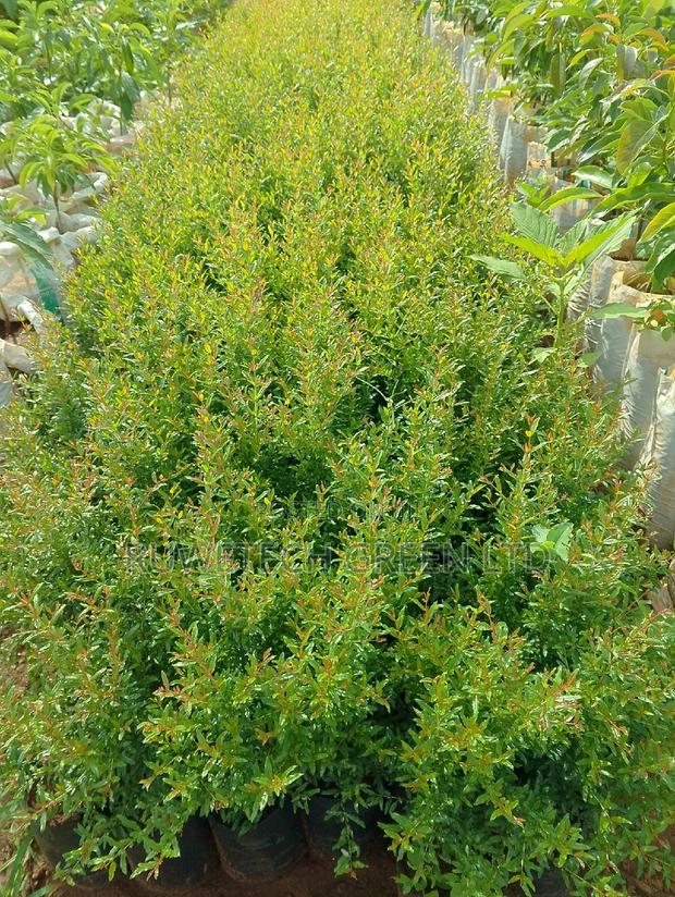 Egyptian Giant Pomegranate - thumbnail 3