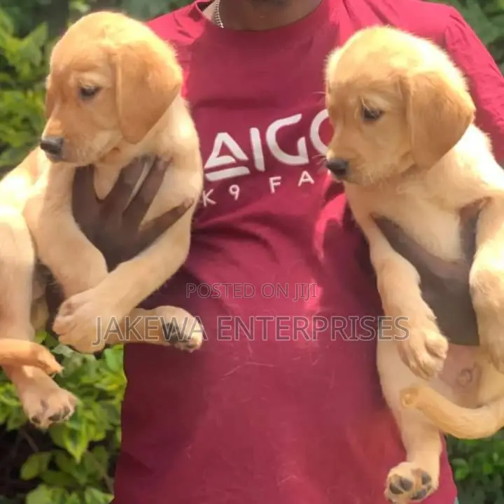1-3 months Male Purebred Golden Retriever