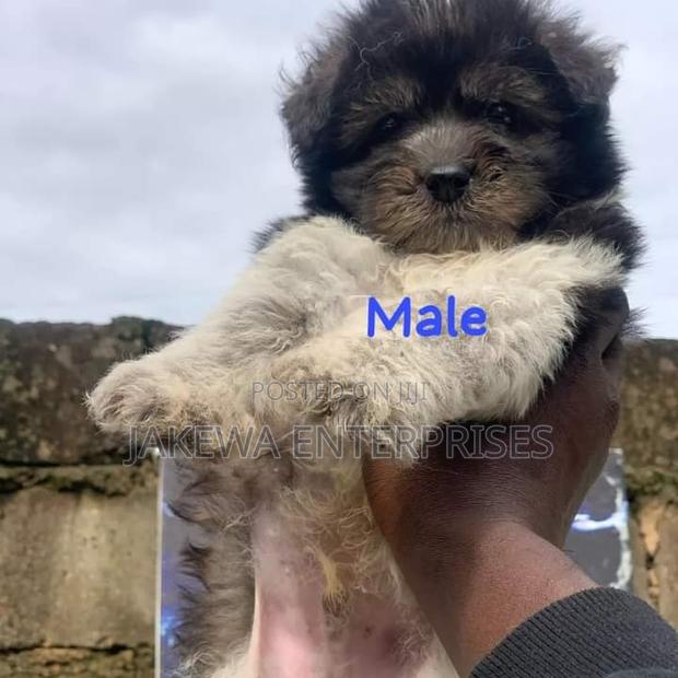 1-3 months Male Purebred Havanese - main view