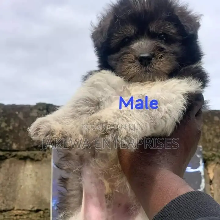 1-3 months Male Purebred Havanese