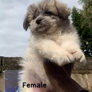 1-3 months Female Purebred Havanese - thumbnail 2