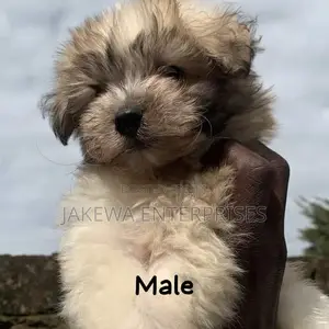 1-3 months Male Purebred Havanese
