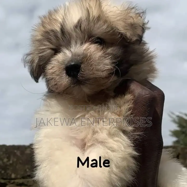 1-3 months Male Purebred Havanese