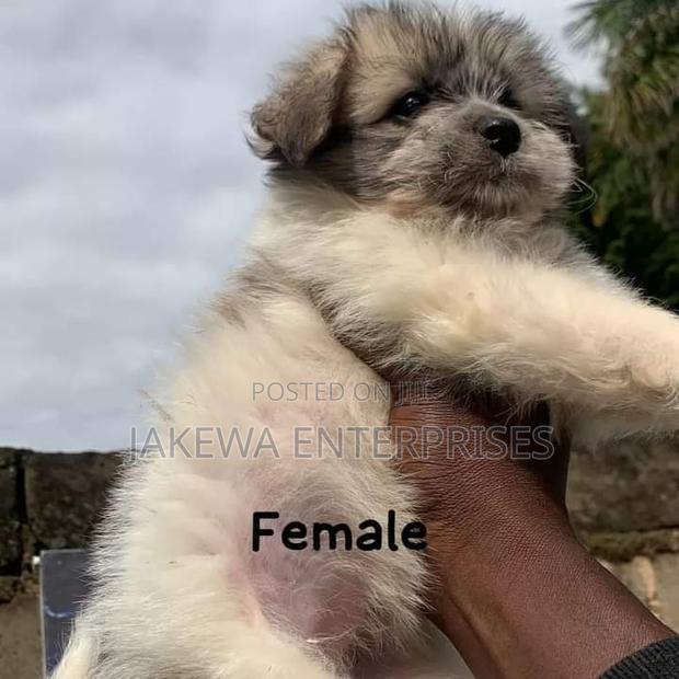 1-3 months Female Purebred Havanese - main view