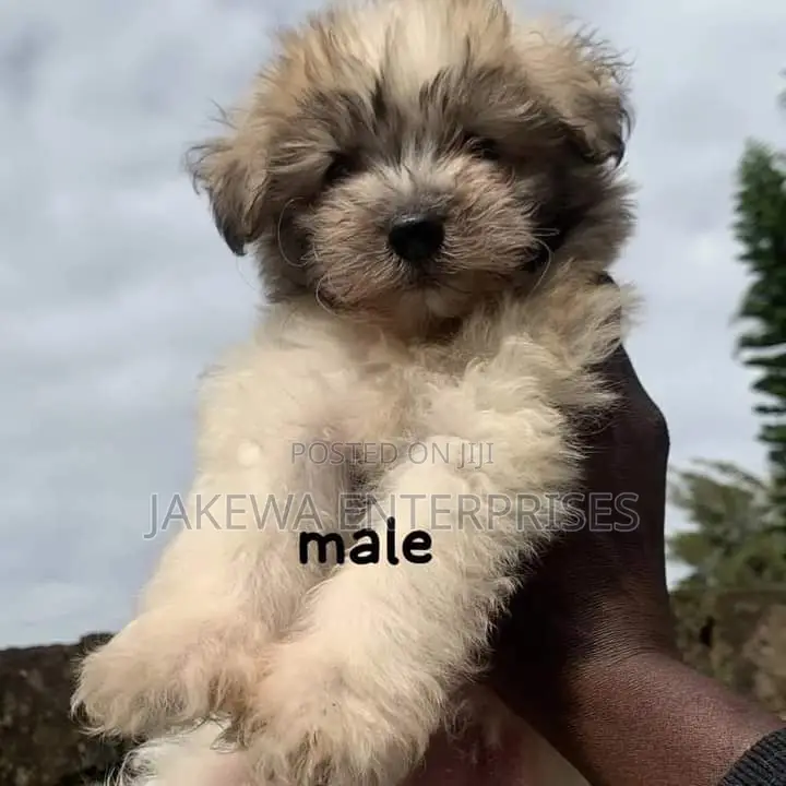 1-3 months Male Purebred Havanese