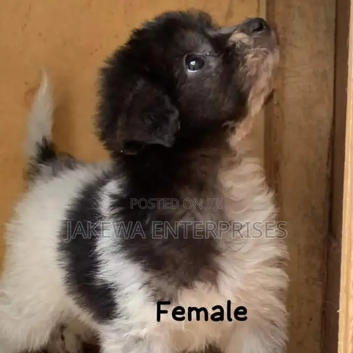 1-3 months Female Purebred Havanese