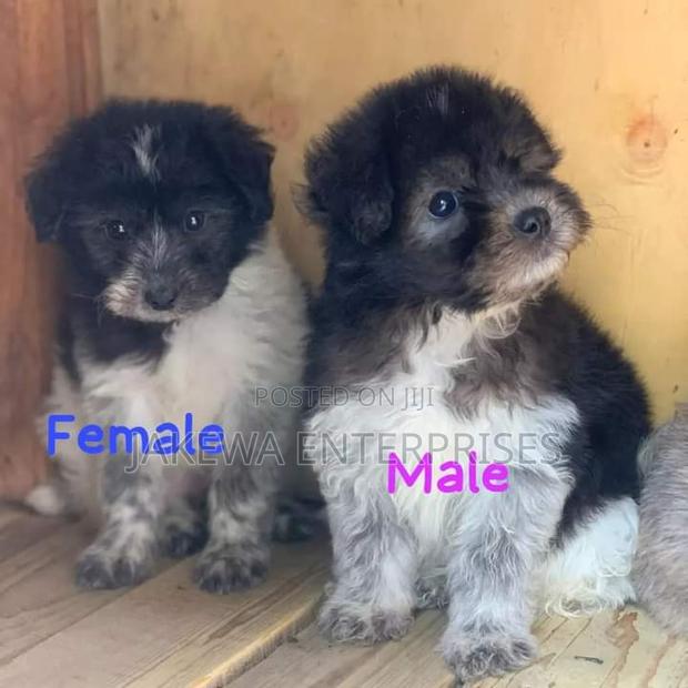 1-3 months Female Purebred Havanese