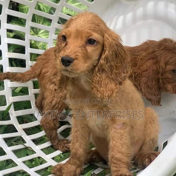 1-3 months Female Purebred Cocker Spaniel - main view