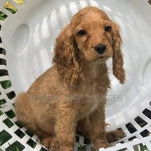 1-3 months Male Purebred Cocker Spaniel - thumbnail 2