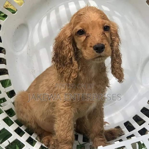 1-3 months Male Purebred Cocker Spaniel - main view