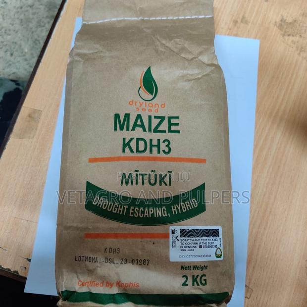 Maize KDH3 Mituki Seeds - thumbnail 2
