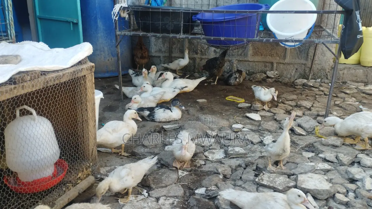 Muscovy Ducks