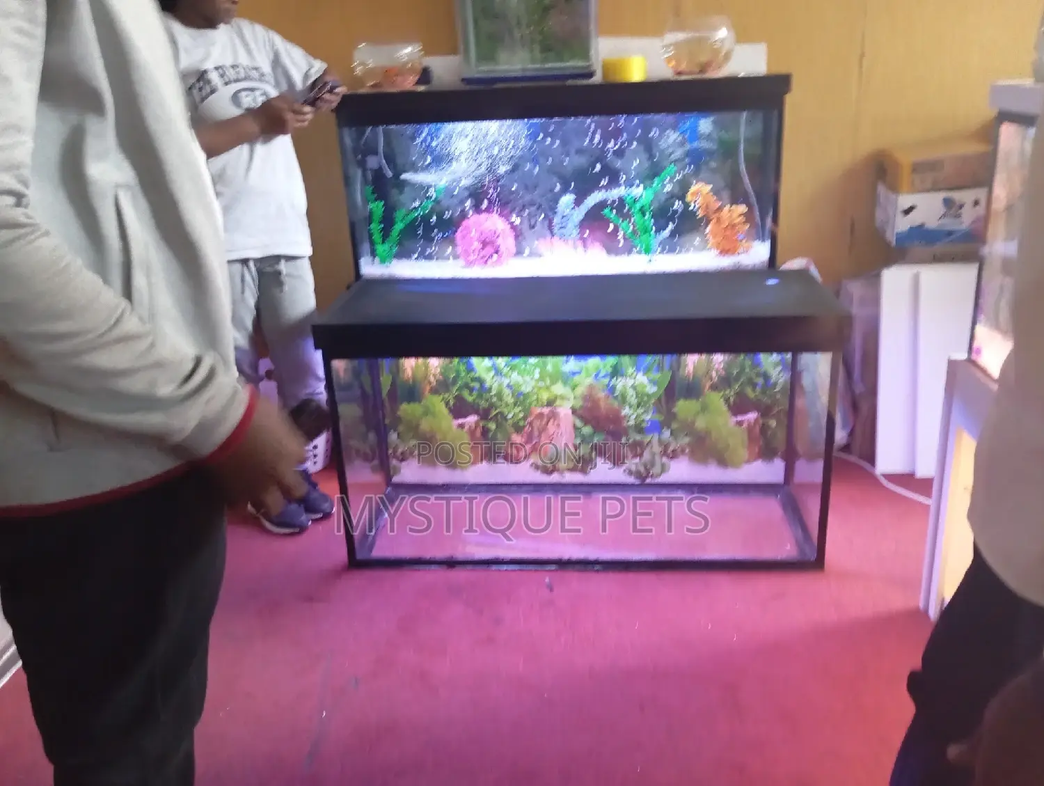 Fish Tanks